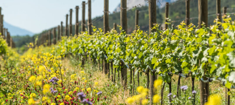 Cantina_Toblino-vino biologico- sostenibilità